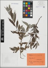 Foto von Salix alba L.